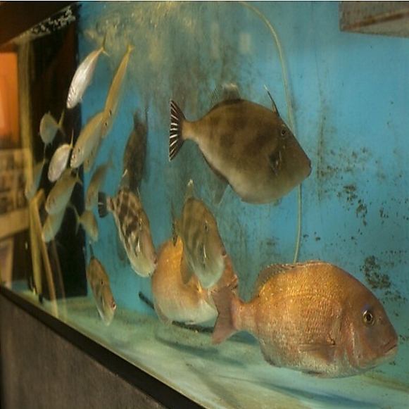 當您進入入口時，您會發現一個活魚水族館♪請品嚐我們的生魚片和精美的活魚。我們提供由熟練工匠烹製的精選海鮮，烹製出真正的食材價值。提供時令魚☆