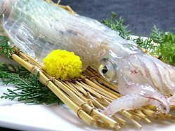 Yobuko直接送來的活魷魚☆新鮮美味，您可以享受它！