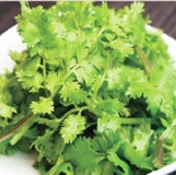 コリアンダー(パクチー)