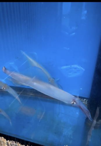 생선으로 수영하는 오징어 오징어
