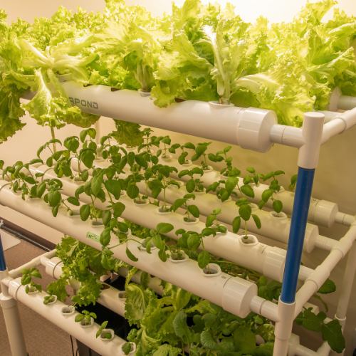 hydroponic fresh vegetables