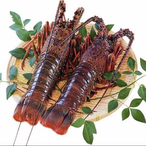 Live spiny lobster (1 fish) Reservation required