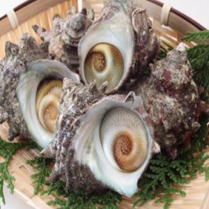 【活魚水槽メニュー】活　サザエ(1個)/活　ハマグリ(1個)