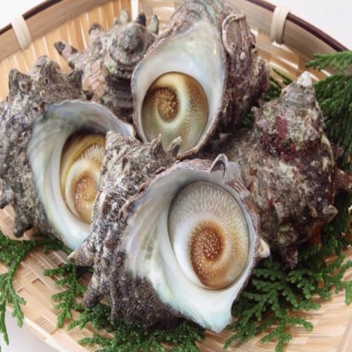 【活魚水槽メニュー】活　サザエ(1個)/活　ハマグリ(1個)