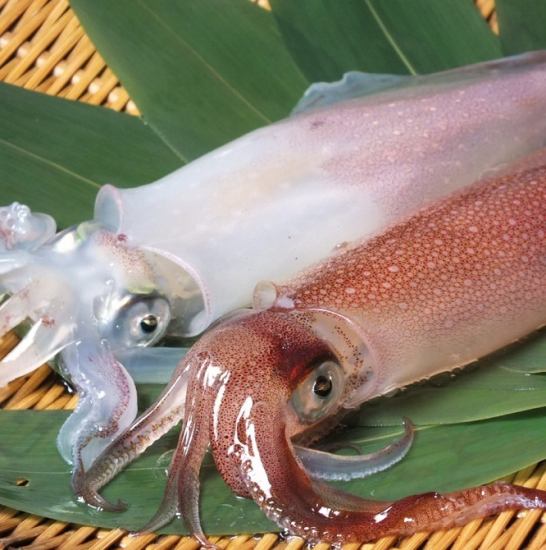 We offer fresh swordtip squid carried alive from Yobuko, Saga Prefecture.