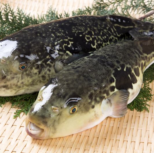 不只是鰹魚！ Kuitarou 的人氣菜餚還包括馬肉、河豚和鬥雞。