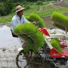 Rice farmer Wakibayashi [Takehara City]