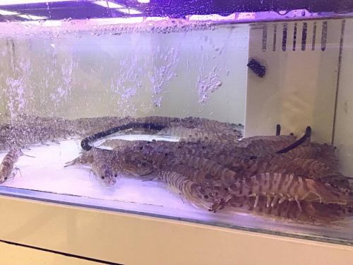 皆さん。こんばんは🌇
炭火焼きイタリアンAlettaです
ご来店の際、当店では付き出しとして新鮮なエビをご用意しております。
お客様には二つの食べ方からお選びいただけます。
一つ目は塩焼きのエビ、二つ目はお刺身（生）でお召し上がりいただく方法です。
当店はお客様にお食事をお楽しみいただけるよう、心よりおもてなしさせていただきます。
#おいしい 
#大阪ディナー 
#堺筋本町
#イタリアご飯🇮🇹 
#ばんごはん