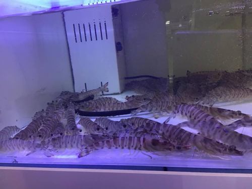 每个人。晚上好🌇
阿莱塔炭烤意大利餐厅
您到访时，我们将为您提供新鲜虾仁作为开胃菜。
顾客可以选择两种食用方式。
第一种方法是用盐烤虾，第二种方法是做成刺身（生的）。
我们将竭尽全力为您提供最好的服务，让您用餐愉快。
＃可口的
#大阪晚餐
#堺筋本町
#意大利美食🇮🇹
＃晚餐