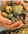 Grabbing clams Vongole pasta