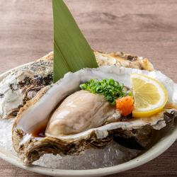 Akkeshi Maruemon raw oysters