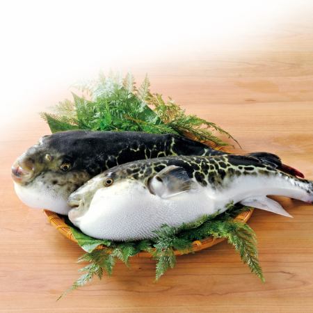 ◎初競り◎【活〆とらふぐ】2026/1/5～1/12限定★下関直送★A5天然とらふぐ《全6品》予約受付中