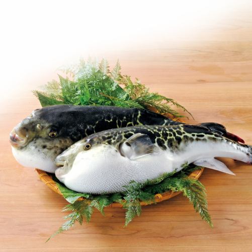 ◎初競り◎【活〆とらふぐ】2026/1/5~1/12限定★下関直送★A5天然とらふぐ《全8品》予約受付中