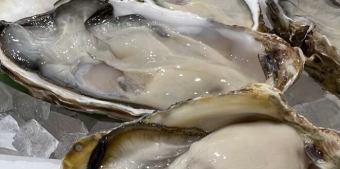 [Today's Raw Oyster (single item)] True Oyster from Murozu, Hyogo Prefecture [Gaki Taisho]