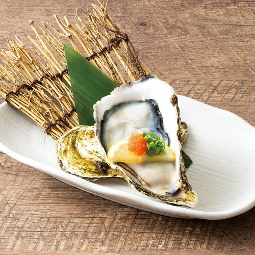 [From Ishinomaki Bay, Miyagi Prefecture] Large live-killed oysters