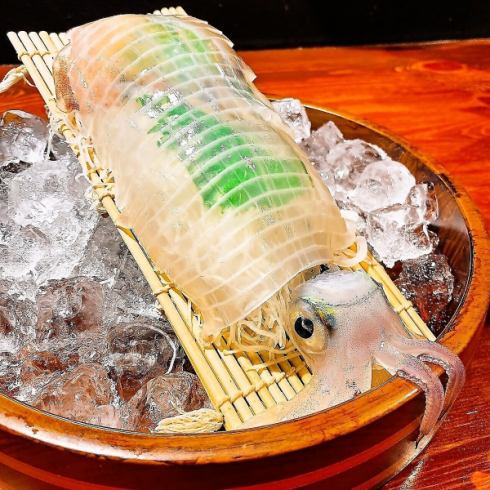 Outstanding freshness! Yobuko's famous "swimming squid" from Saga prefecture is in stock regularly!