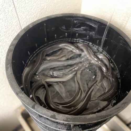 .
Made with extra-large eels from Mikawa Isshiki, Aichi Prefecture!

The three major eel producing areas in Japan are
Kagoshima Prefecture, Miyazaki Prefecture, and Aichi Prefecture
The top major brands in Aichi Prefecture are
Made in Mikawa Isshiki!
.
The skin is soft, the meat is fatty and plump, and it has a distinctive taste.
It has received high praise from all over the country for both its quality and taste.

We only use extra-large eels from Mikawa Isshiki.
We stock the best products on that day,
The eel is washed in the restaurant's well water to remove excess oil.
We only provide the necessary amount each day.

Please enjoy a cup of bliss.

Reservations can be made by phone or via Hot Pepper Gourmet.
Please note that we do not accept reservations via Instagram DM.

business hours
11:00-20:00 (last order 20:00)
(Tea time from 2pm to 5pm. Eel dishes can also be ordered.)

#Komaki City
#Eel restaurant
#CharcoalGrilledEelShichifuku
#Komaki Gourmet
#eel