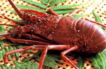 I、伊势龙虾配飞弹牛肉【夏多布里昂】牛排套餐