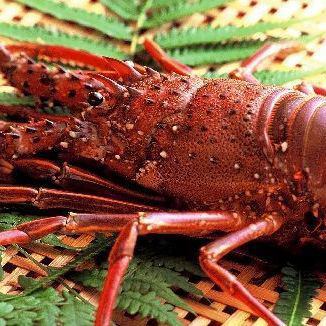 K、海鲜铁板烧【伊势龙虾铁板烧】套餐