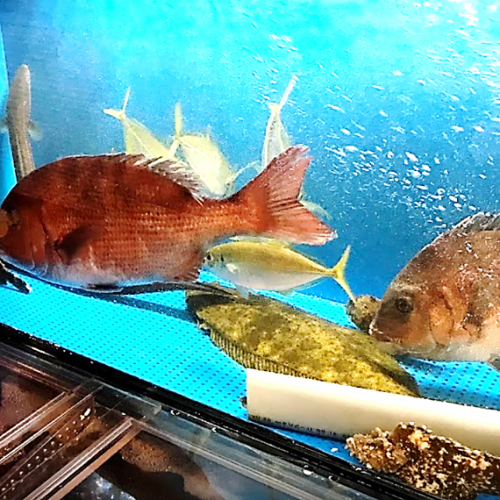 생선에서 직송 ☆ 신선도를 고집한 자랑의 해물 요리 ♪