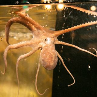 こだわりの生タコの刺身