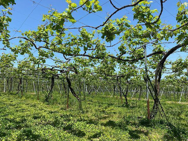 After lunch, be sure to take a stroll through the vineyards.You can enjoy the different expressions of the vineyards depending on the season.