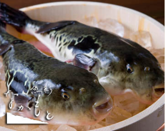 ≪お料理のみ≫2キロ以上の淡路3年ふぐてっちりコース・・・13,200円→11,000円(税込)