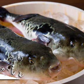 ≪90分飲み放題◎≫2キロ以上の淡路3年ふぐてっちりコース・・・15,400円→13,200円(税込)