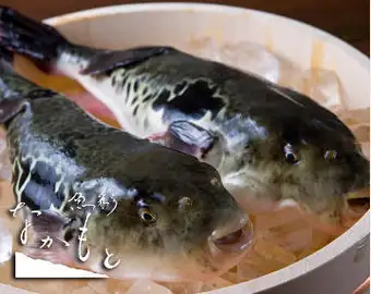 ≪お料理のみ≫２キロ以上の淡路３年ふぐてっちりコース・・・13,200円→11,000円（税込）
