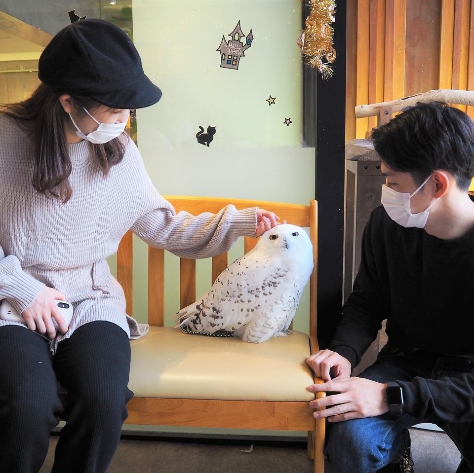 You can come in contact with the lovely and unique owls in the fashionable store ♪