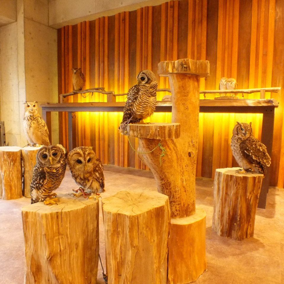 Owls with various personalities will welcome you♪