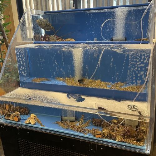 The secret to the freshness is the aquarium that is fully equipped in the store.