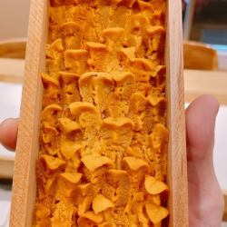 Squid and sea urchin