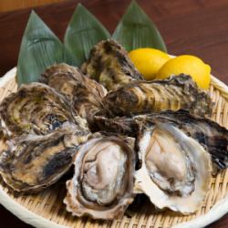 Raw oysters from Akkeshi