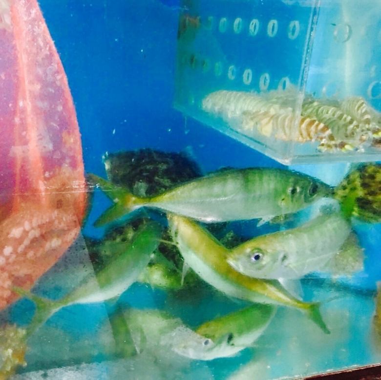 魚缸裡的各種活魚