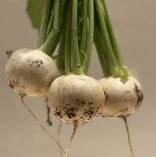 洗練された大人のための、一期一会の「お任せコース」