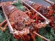 [伊势龙虾] 一只龙虾可以享受生鱼片、烤肉和浓汤。