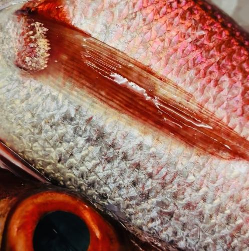 【西の王様!のどぐろ】魔除けの赤と浄化の白を併せ持ち福を招く開運厄除けの白身のトロ!