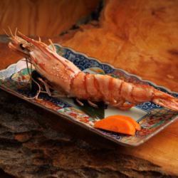 特大赤海老一本