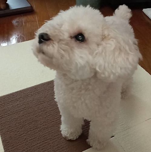 看板犬のピース君がお出迎え♪