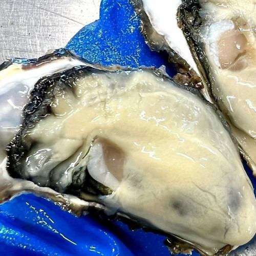 We use sterile oysters delivered directly from the source.