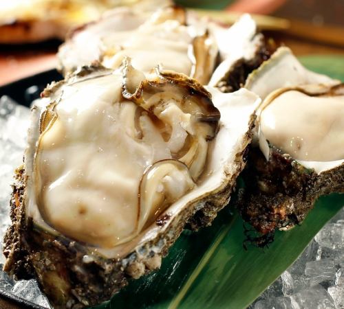 日本海の夏の風物詩「天然岩牡蠣」