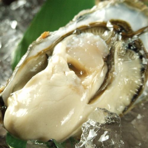 Carefully selected raw oysters and grilled oysters