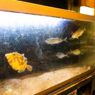 [1楼] 在我们的餐桌座位上，您可以一边品尝新鲜的鱼和饮料，一边观看鱼在您面前的烹饪过程。欢迎与朋友一起或在下班回家的路上拜访我们。店内还备有当地酒和烧酒，欢迎您带着您喜欢的食物和饮料前来。