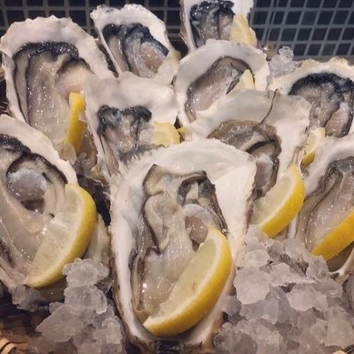 Raw oysters with shells from Miyagi prefecture