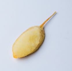 마