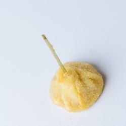 코 고메 파오