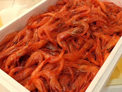 増毛直送の甘エビ!