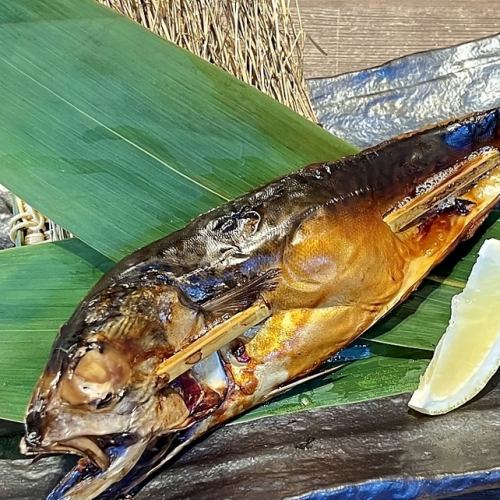 Charcoal-grilled mackerel off Sanriku Kinka