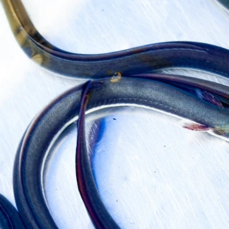 養鰻場直送の新鮮うなぎ